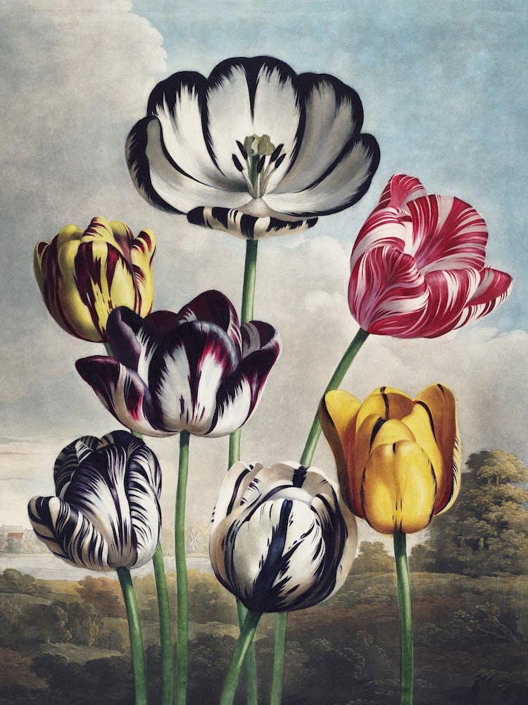 Vintage Thornton 5 Tulips