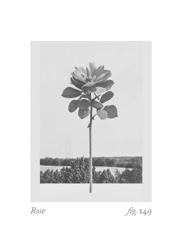 Rosen-Botanisches Kollage 3