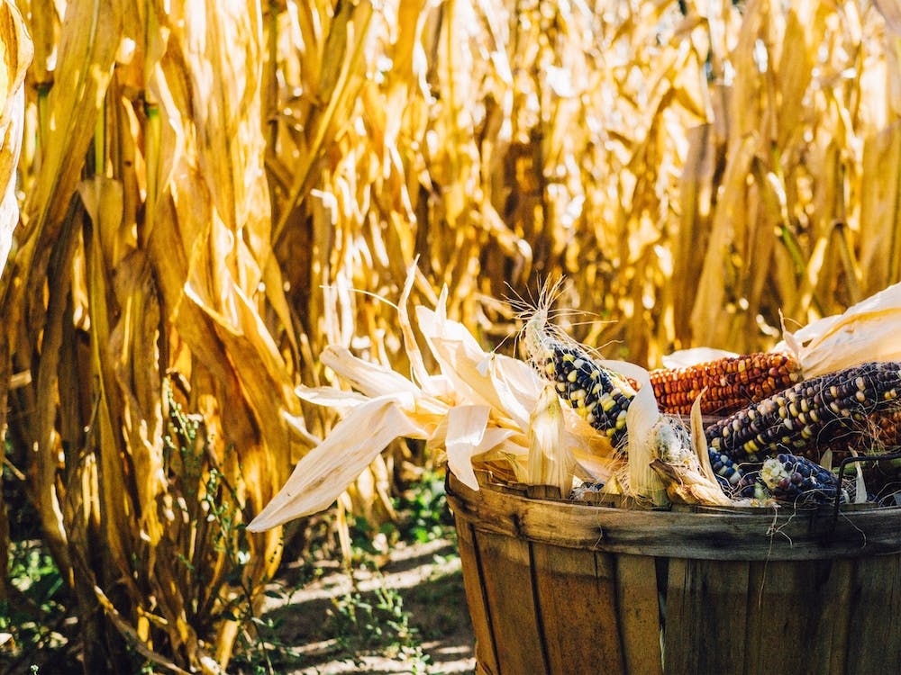 Basket Of Indian Corn