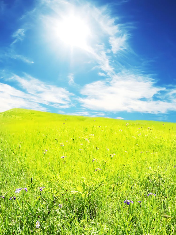 Meadow With Blue Sky
