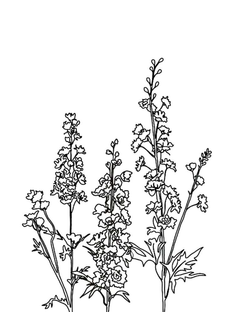 Delphinium Drawing