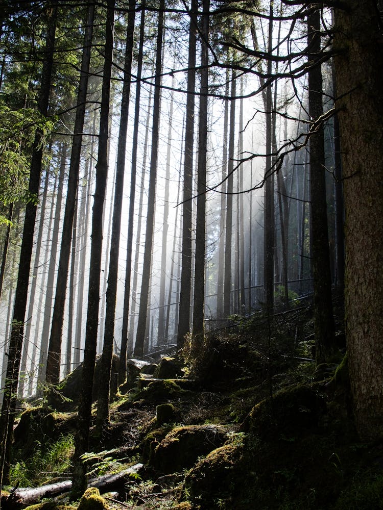 Light Shining Through The Trees