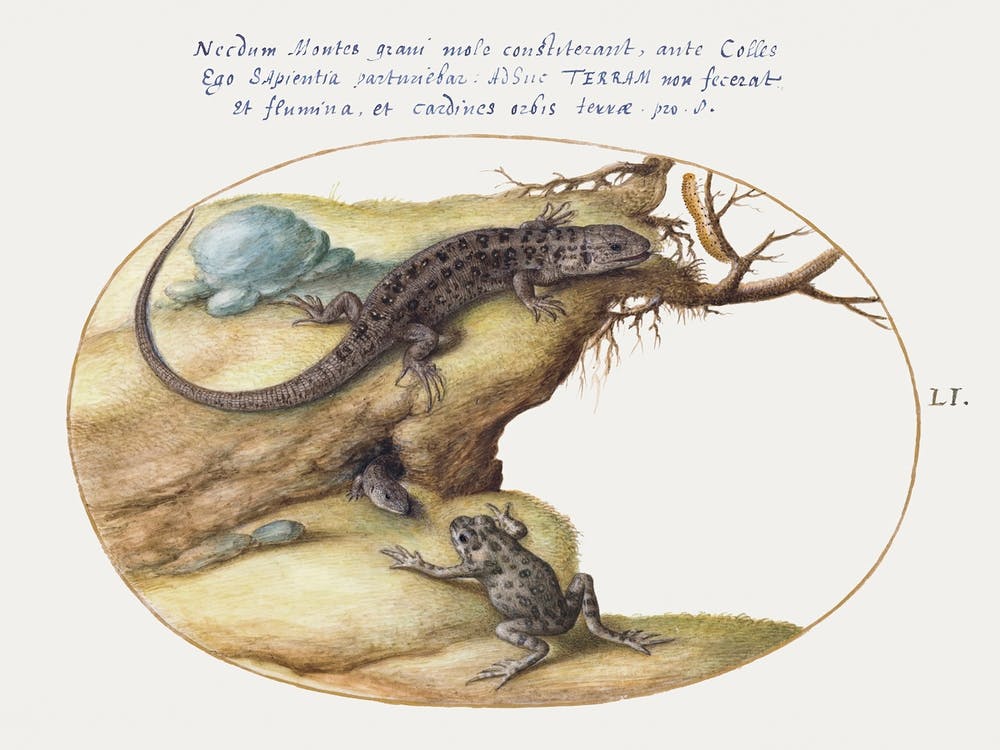 Lizards, Toad Or Frog And Caterpillar (1575–1580), Joris Hoefnagel