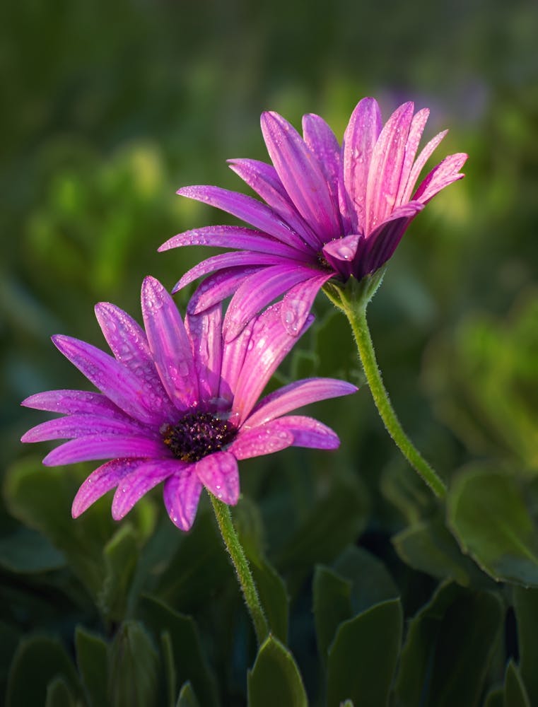 Daisy