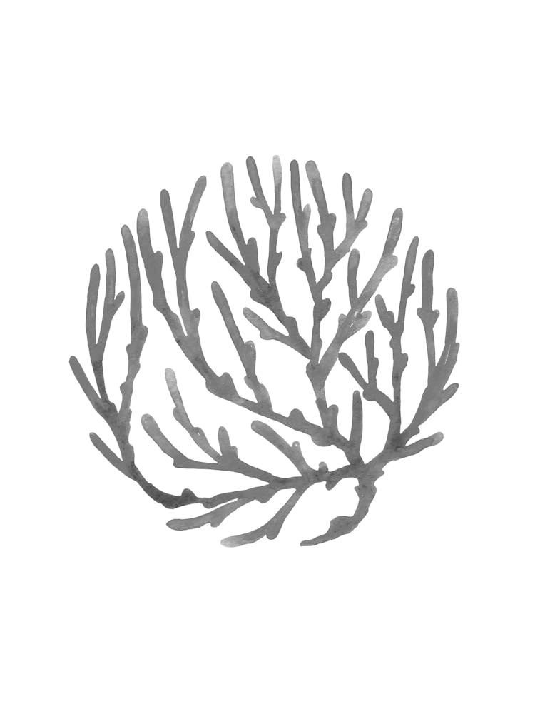 Seafan