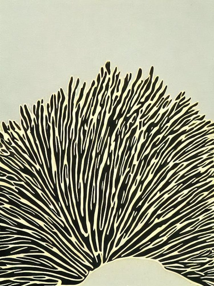 Acropora Granulosa Linocut