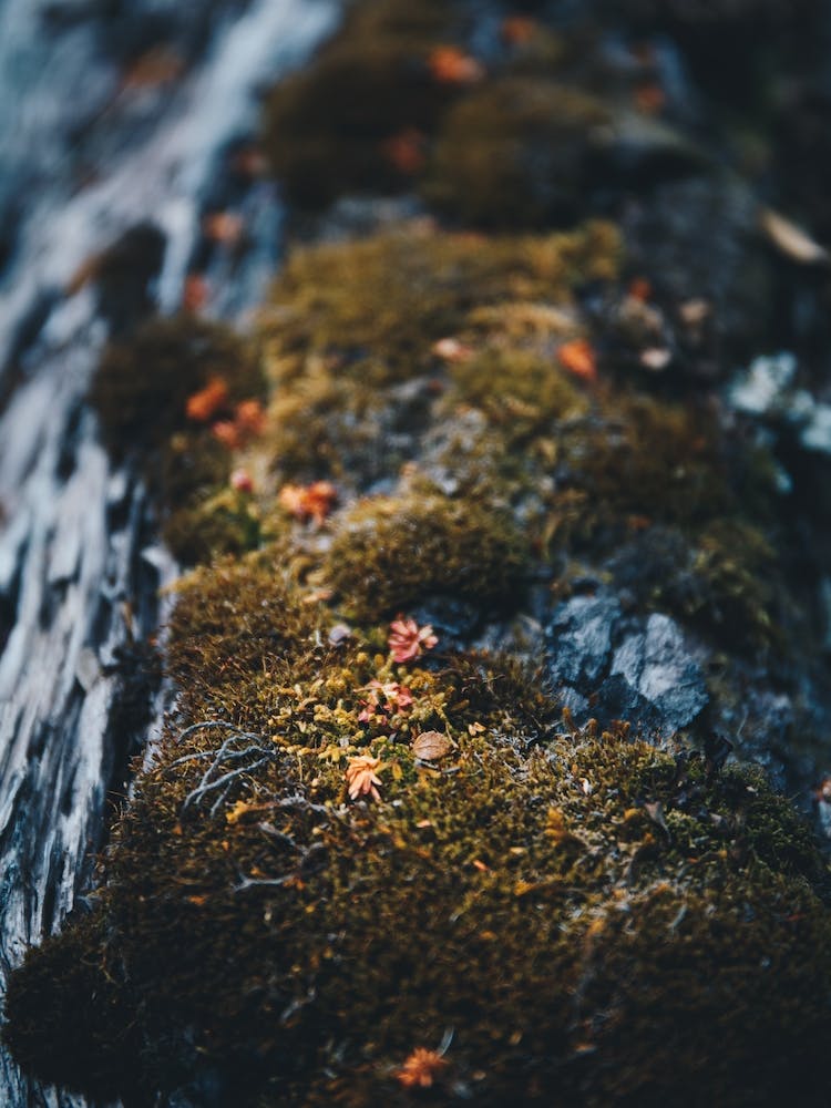 Moss On A Log
