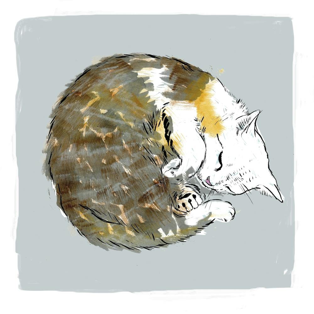 Cat Sleeping Square