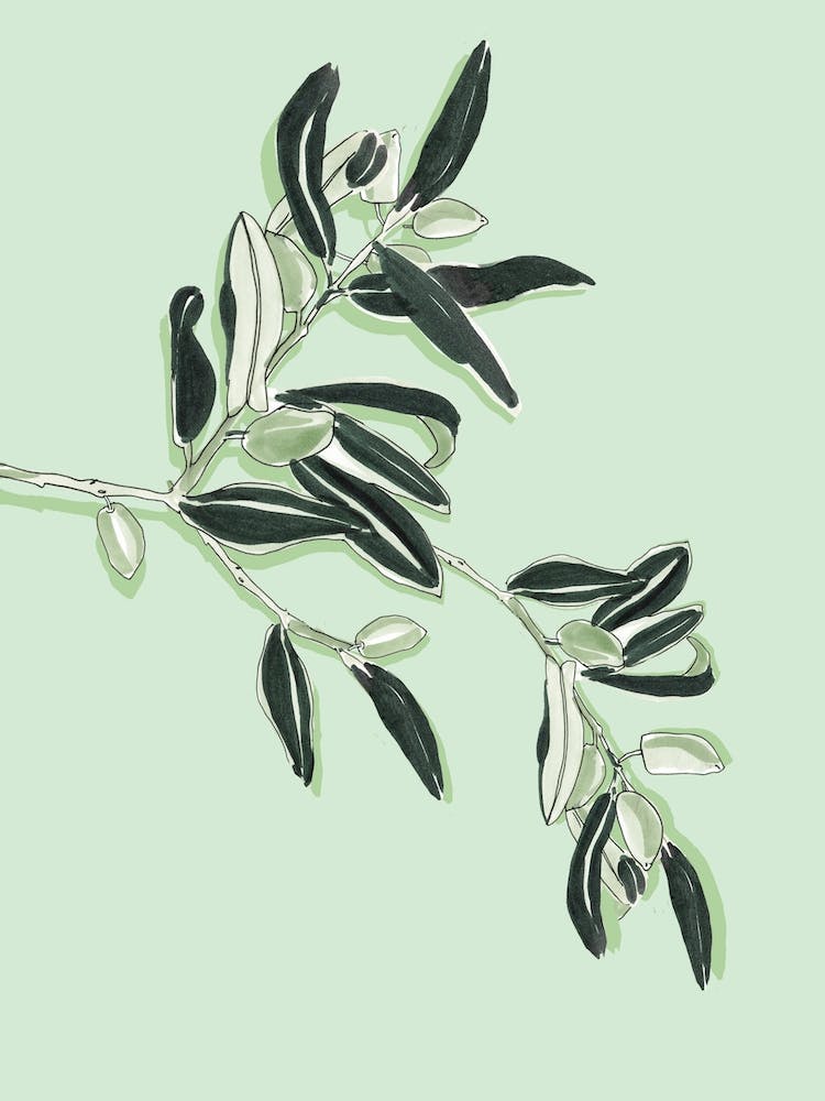 Soft Coloured Olives