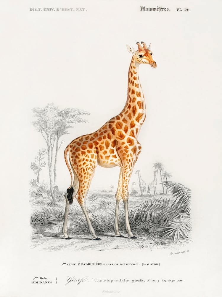 Giraffe (Giraffa Camelopardalis), Charles Dessalines D' Orbigny