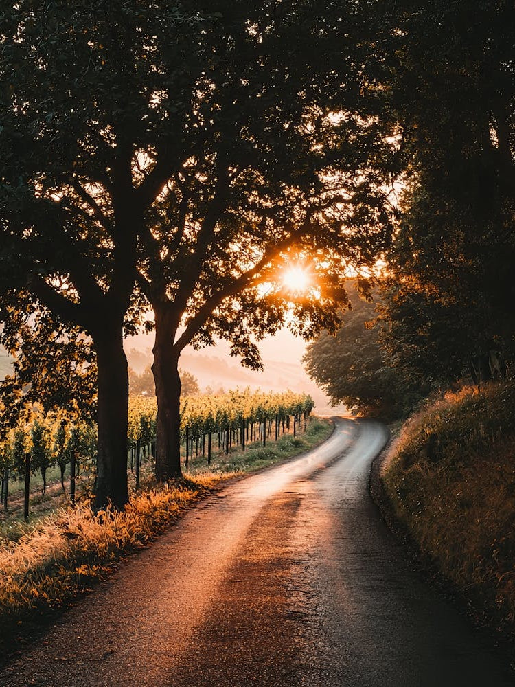 Country Road At Sunset