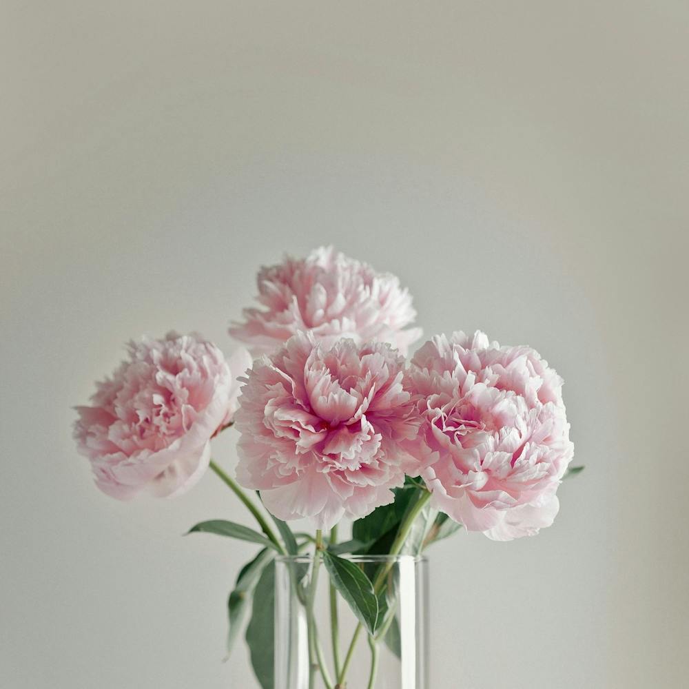 Pink Peonies In A Vase