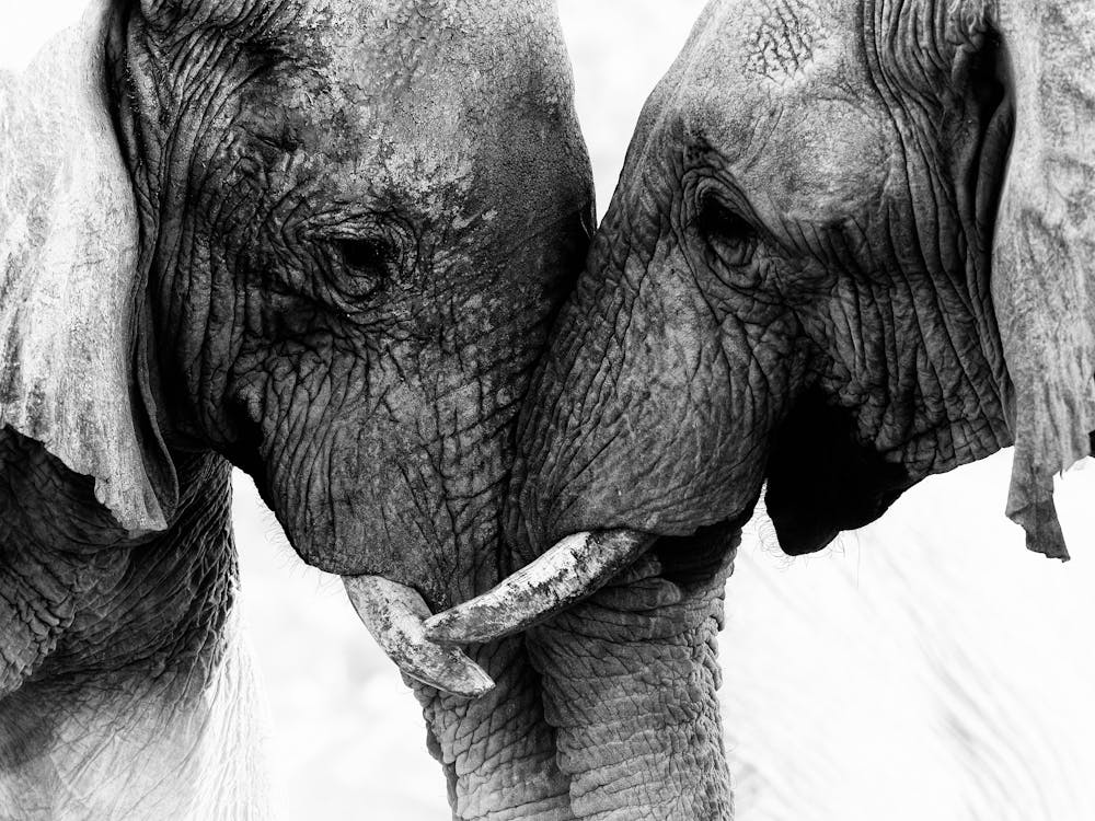 Two Elephants Kissing