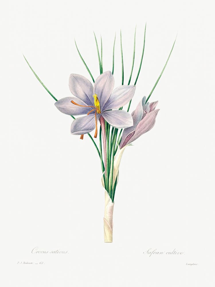 Autumn Crocus, Pierre Joseph Redoute