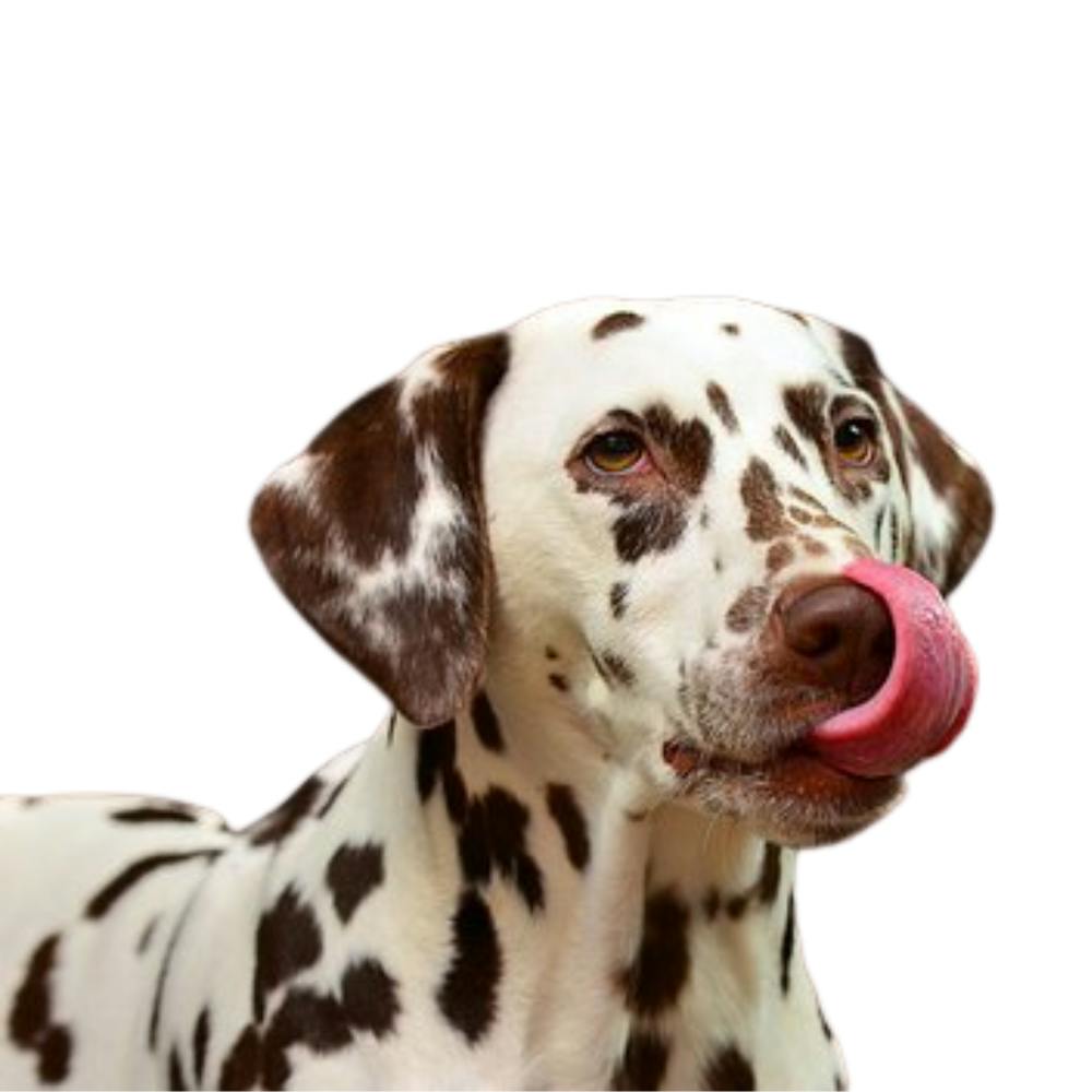 Dalmatian Dog