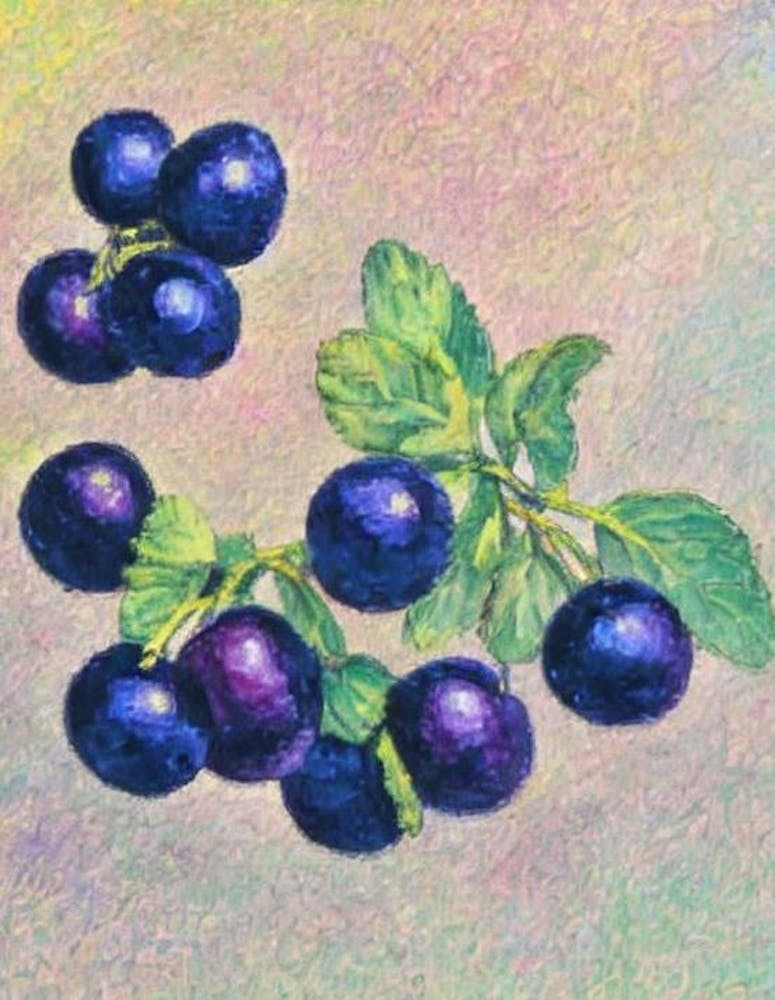 Huckleberry 1 Vintage Sketch Fruit