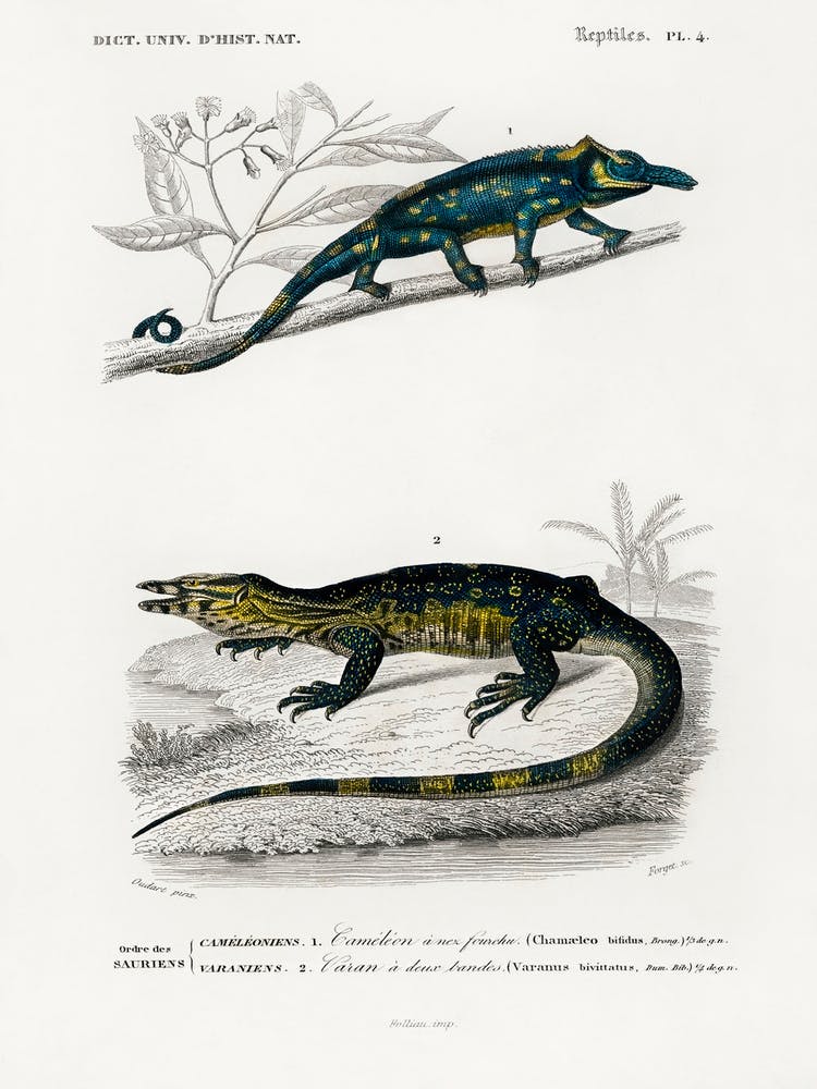 Two Horned Chameleon (Furcifer Bifidus), Charles Dessalines D' Orbigny