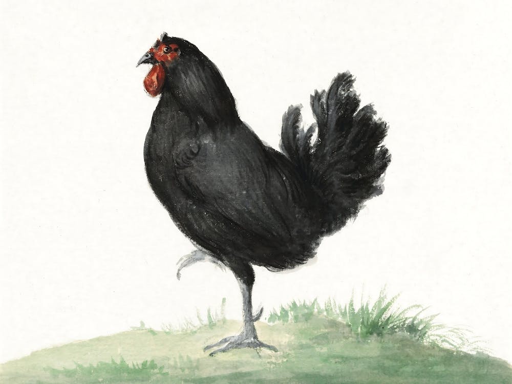 Standing Black Chicken, Jean Bernard