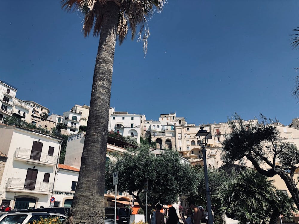 Palm Tree In Front Of Buildings