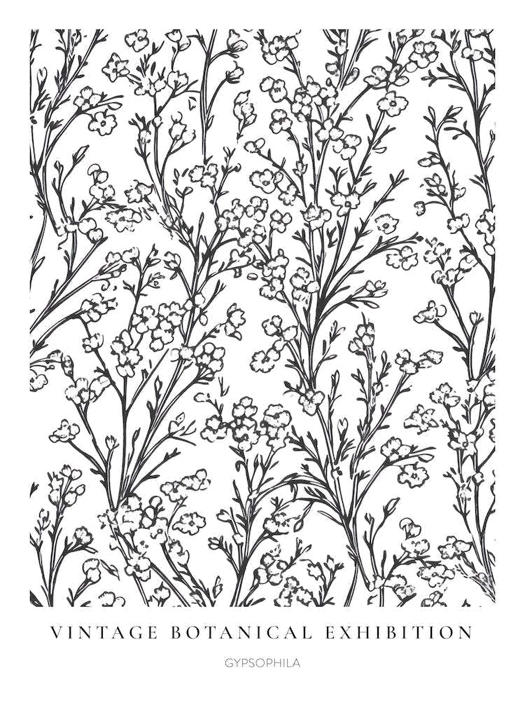 Gypsophila B&W Vintage Botanical Poster