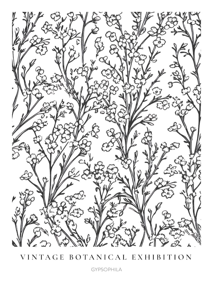 Gypsophila B&W Vintage Botanical Poster