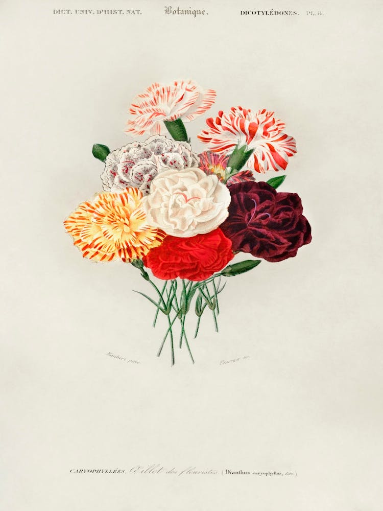 Carnation, Charles Dessalines D'Orbigny