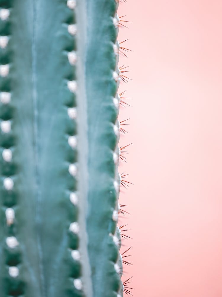 Cactus And Pink Wall