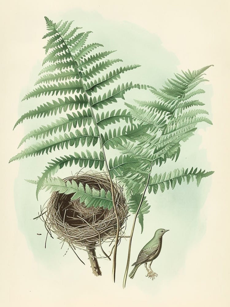 Vintage Illustration Birds Nest Fern 3