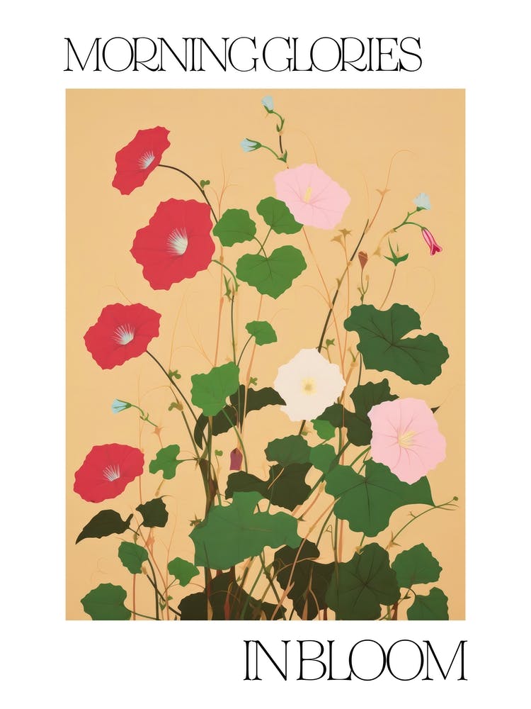 Morning Glories In Bloom Flowers Bold Illustration 4