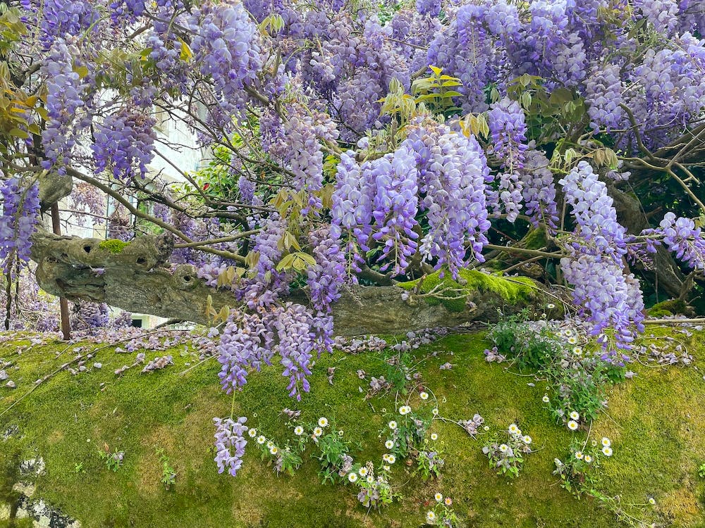 Wisteria