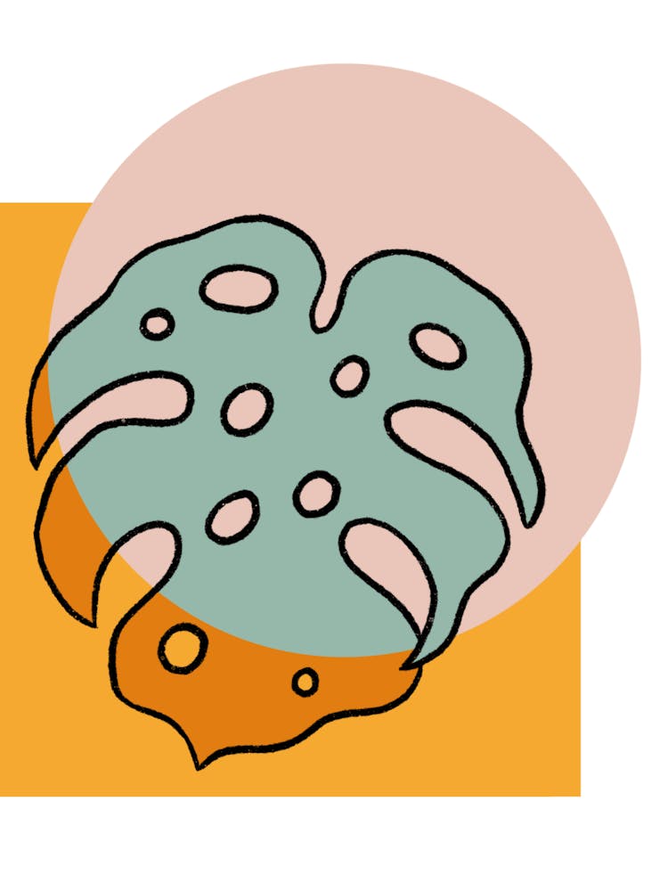 Monstera-Blatt