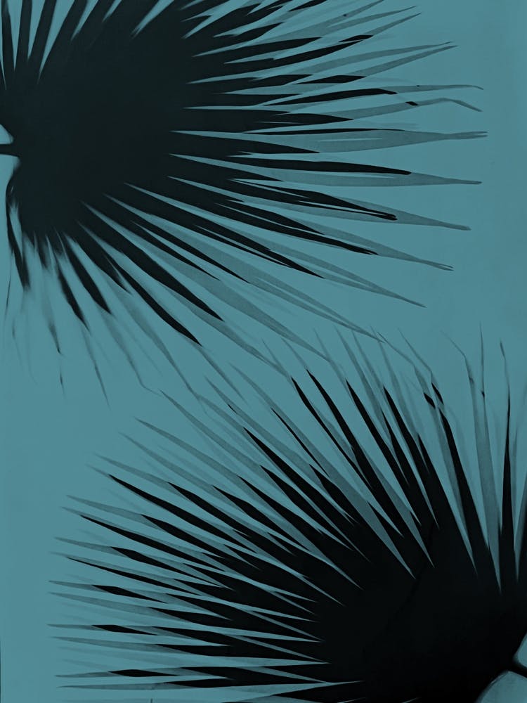 Black teal palm leaves