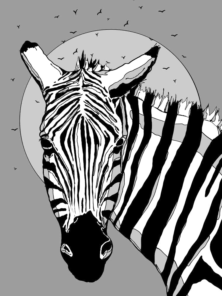 Zebra