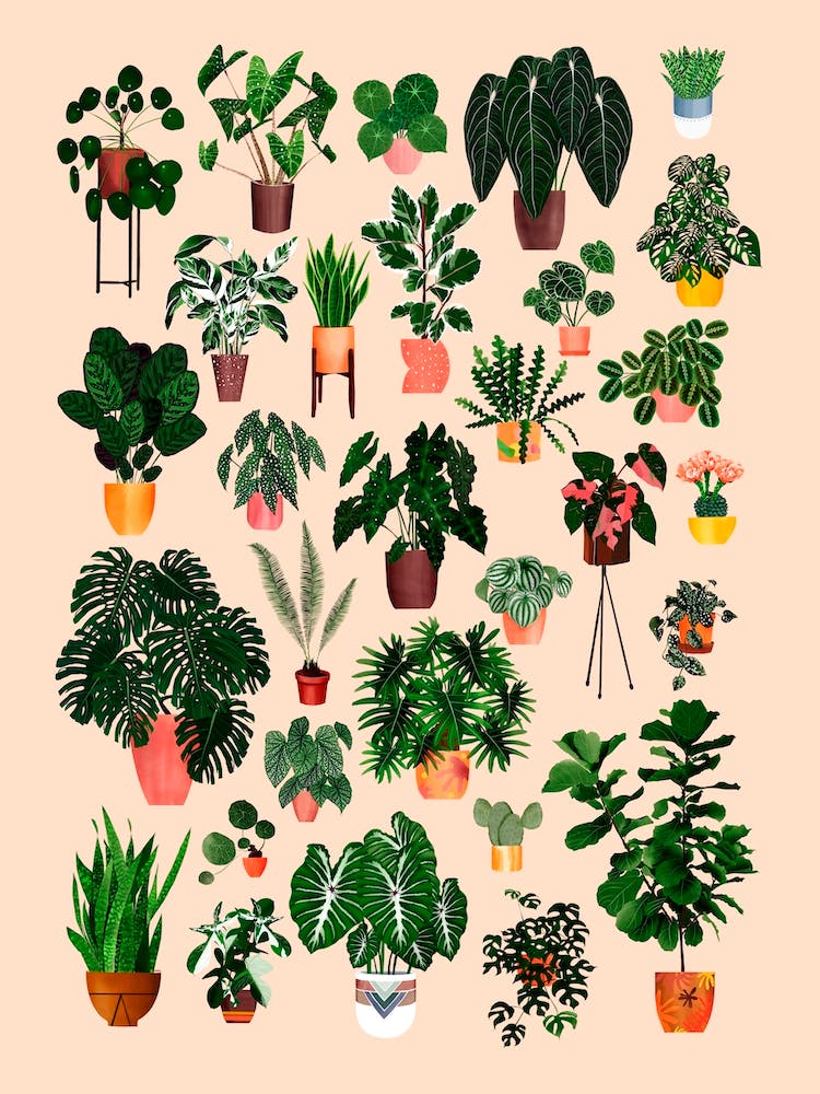 House Plant Collection