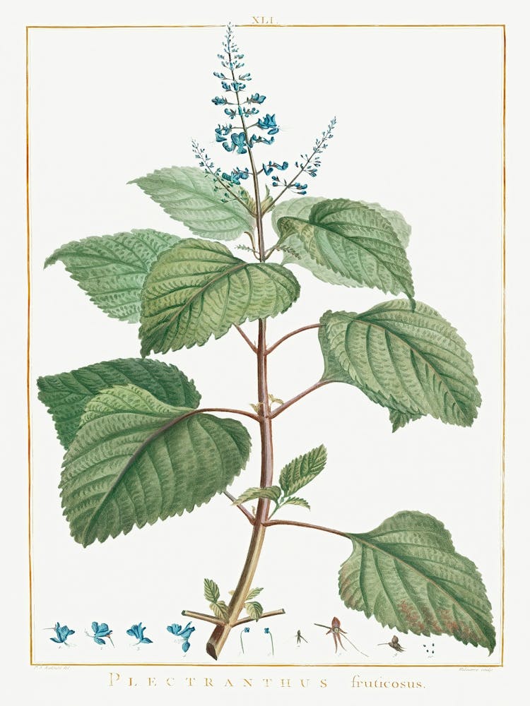 Plectranthus Fruticosus, Pierre Joseph Redoute