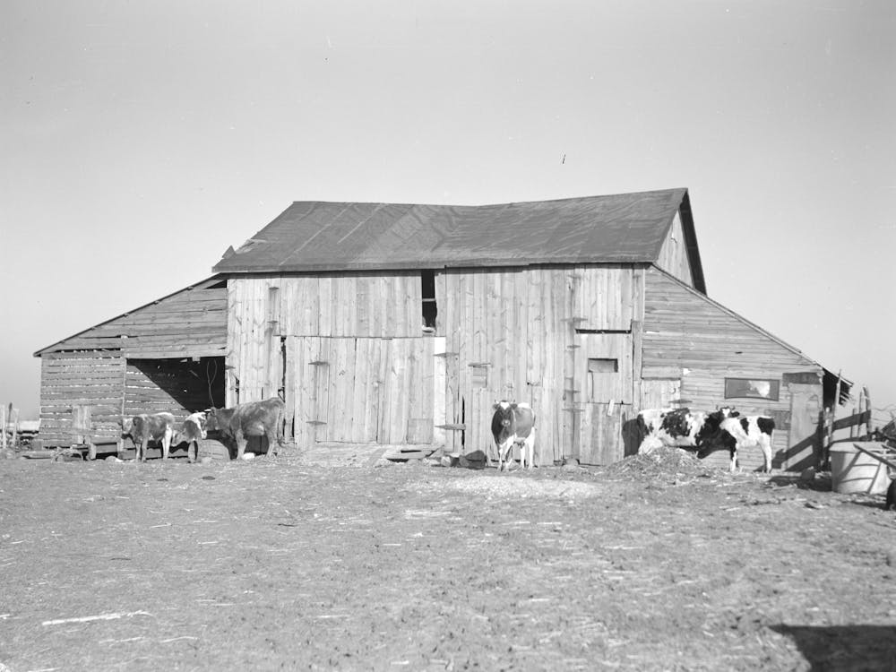 Barns And Cows On Frank Armstrong S Farm Near Marseilles, Illinois, Landlord Intends To Replace These Barns By