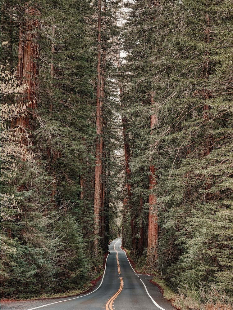 Redwood Forest Road