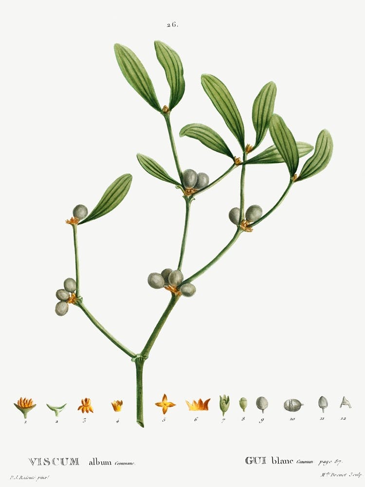 Viscum, Pierre Joseph Redoute