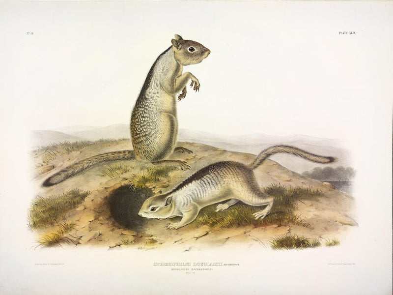 Little Squirrel, John James Audubon