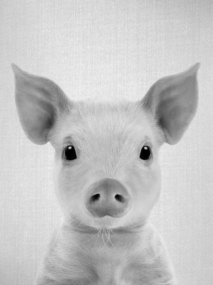 Piglet - Black & White