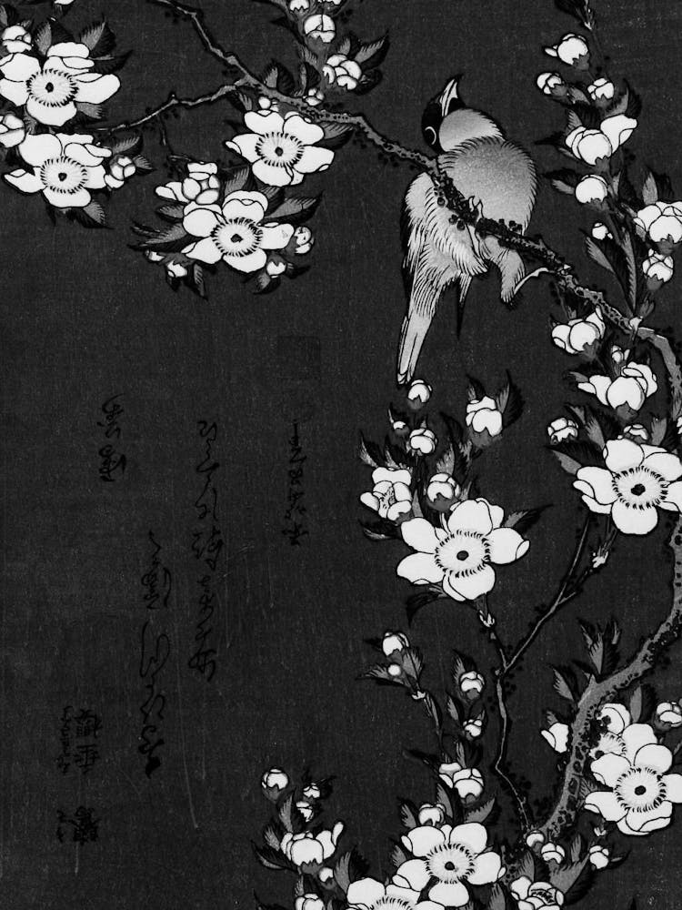 Dove On A Cherry Blossom