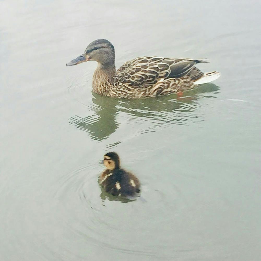 Duck And Duckling