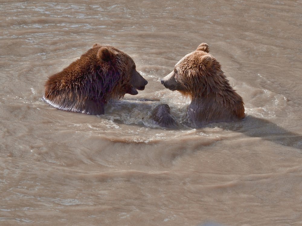 Grizzly Bears Swimming