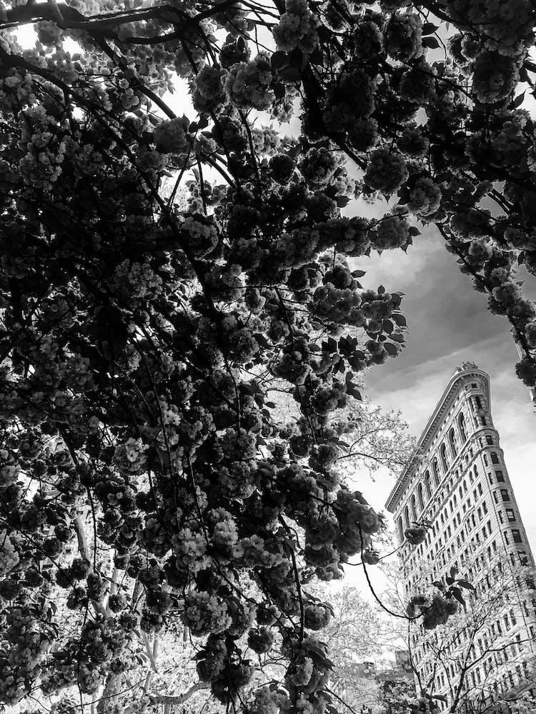 Flat Iron Black And White