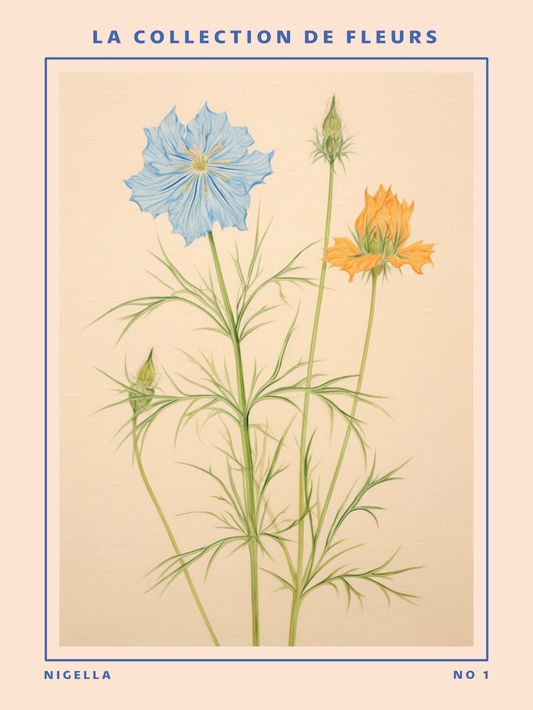 Nigella (Love In A Mist) French Flower Botanical Poster