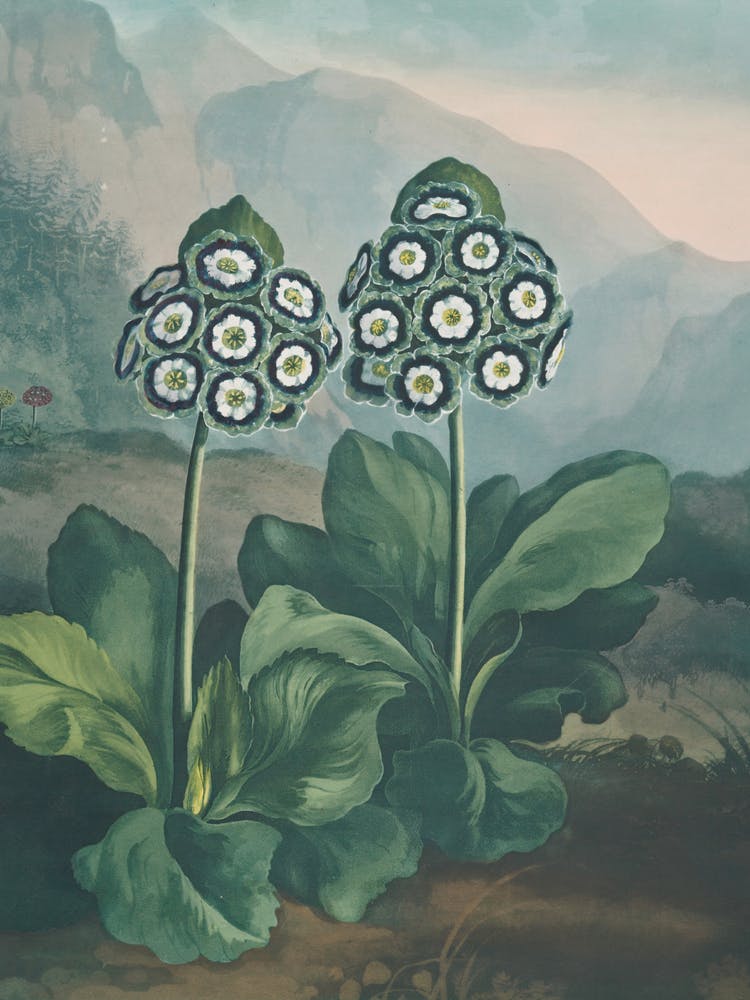 Two Flowers In A Field