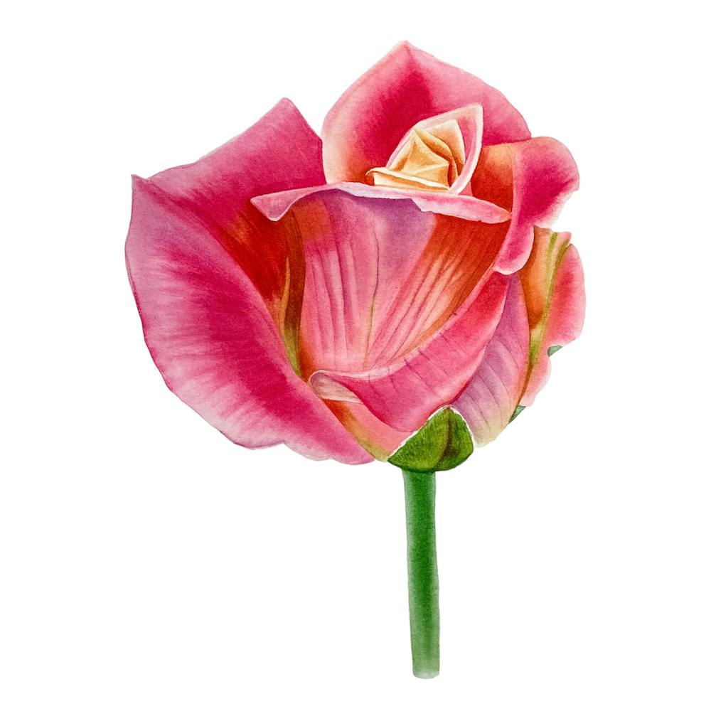 Orange Rose