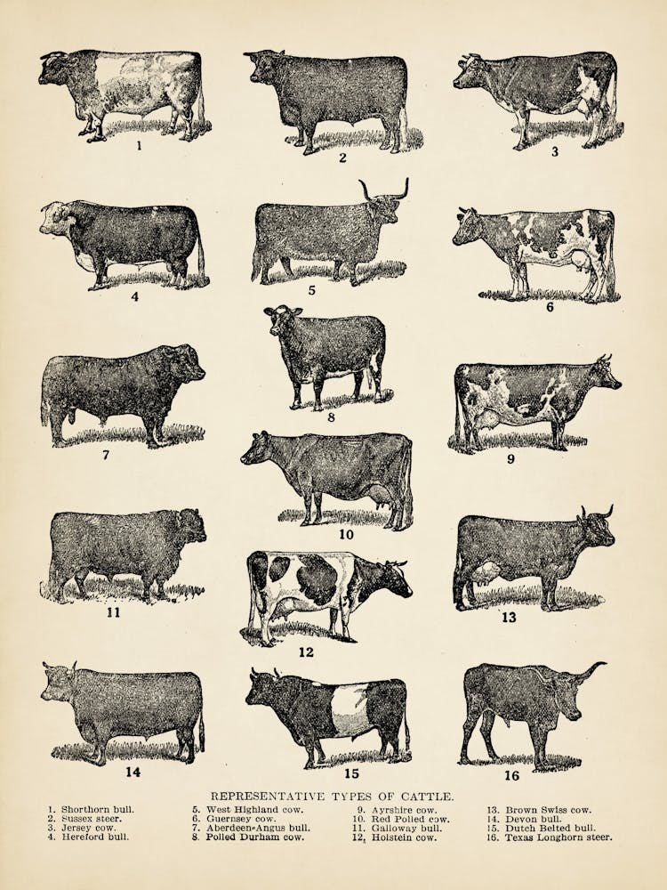 Breeds of Cow Print, Types of Cattle, Digital Download, Farmhouse Decor, Dairy Poster, Cottage Decor, Vintage Cows Poster, Barn Wall Art