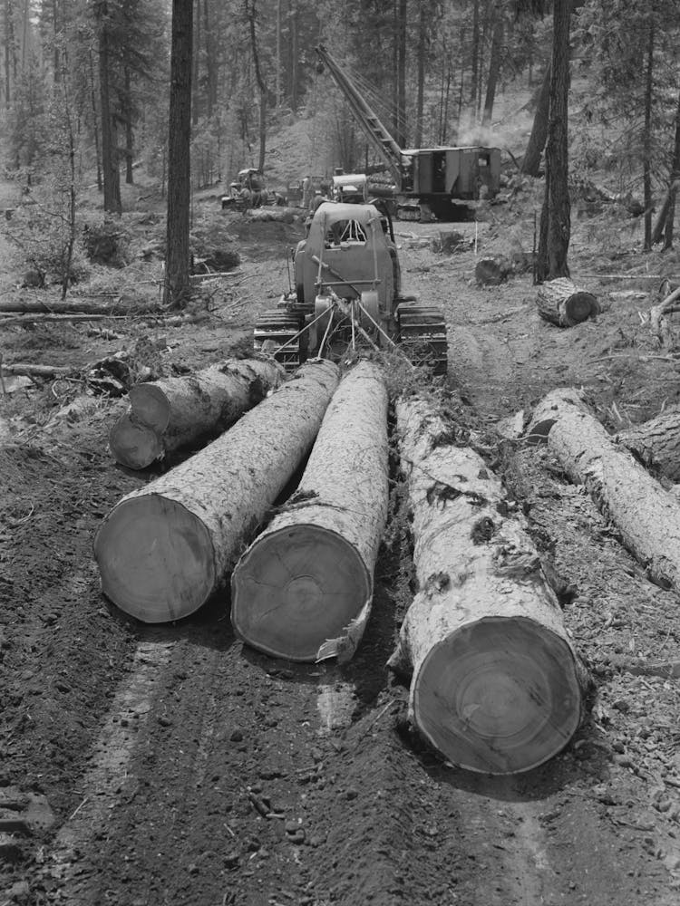 Untitled Photo, Possibly Related To Grant County, Oregon, Malheur National Forest , Diesel Caterpillar Tractor Snakin