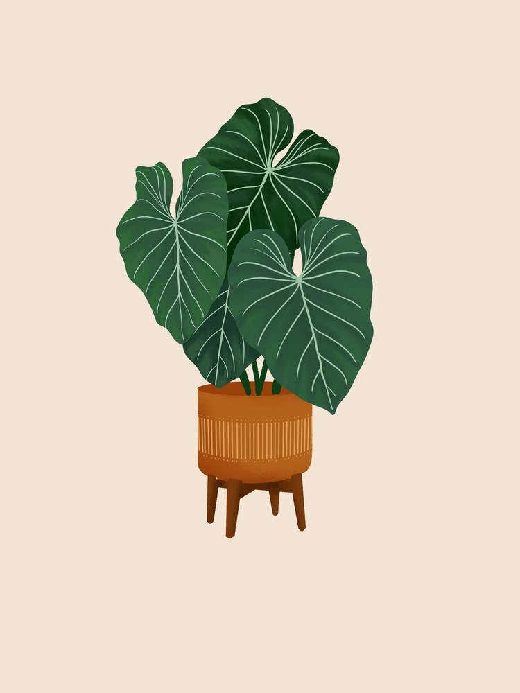 Colocasia Plant